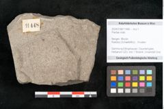 Foto (Objekt + Etikett) von Plantae indet.  (NHMW-GEO-2024-0188-11448)